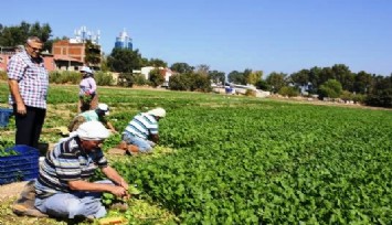 Ziraat Mühendisleri Odası vahim gerçeği açıkladı: İzmir’de 16 yılda Foça’nın toplamından daha büyük tarım alanı kaybedildi