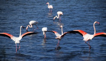 İzmir’de flamingolardan enfes görüntüler