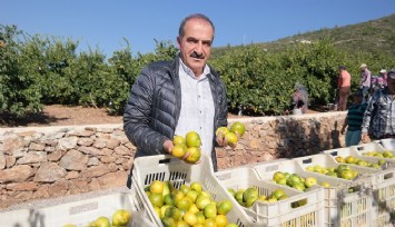 Satsuma mandalinada hasat zamanı başlıyor