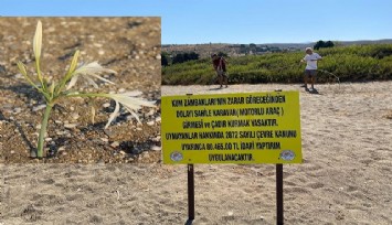 Dünyanın en nadir bitkisi Karaburun Plajlarında çiçek açtı