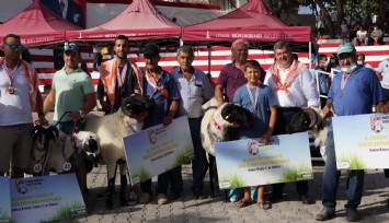 Çeşme’de festival coşkusu: En iyi sakız koyunu ve en iyi kavun seçildi