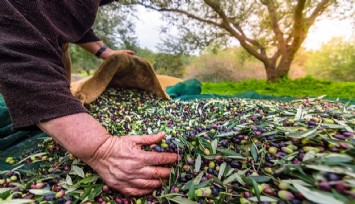 Sofralık zeytin ihracatında tarihi rekor