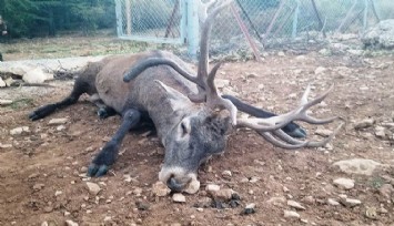 Bir haftadır kaçan geyik yeniden Spil Milli Parkı'nda