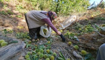 Tire’de kestane hasadı başladı