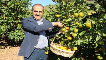 İspanya’da mandalina rekoltesi düştü, Türk mandalinasının başına talih kuşu kondu