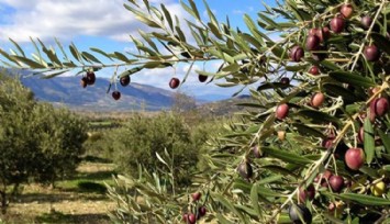 Şehir Plancıları Odasından zeytin alanlarında maden faaliyetinin önünü açan yönetmeliğe dava