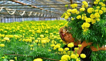 Bademler’in çiçek üreticisi Hollanda Borsası’nda