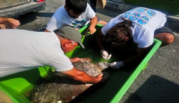 İzmir’de yaralanan caretta caretta Aydın’da tedavi edildi  