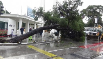 Fuar kapısında ağaç devrildi, faciaya ramak kaldı