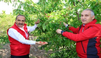 Kuzey Yarımkürenin ilk kirazında hasat coşkusu