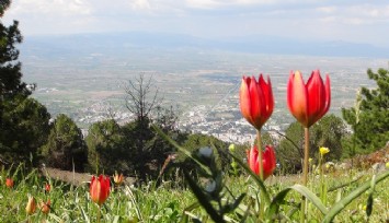 Yılda bir kez 10 gün boyunca açan Manisa Lalesi’ni koparmanın cezası 244 bin 315 lira