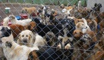 İzmir’de sağlıksız ortamda yaşayan 52 köpeğe el konuldu