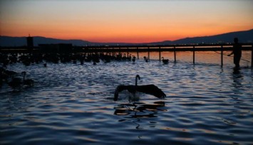 İzmir'de bir yılda binlerce flamingo yavrusu