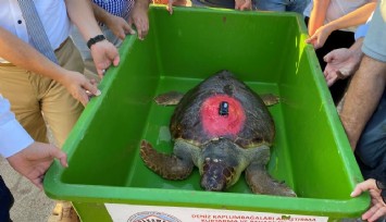 Caretta Caretta ‘Lara Barış’ 1,5 yılda 4 bin kilometre yol kat etti