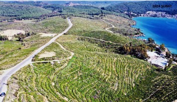 Orman Genel Müdürlüğünden Bodrum’da yanan alanlarla ilgili o iddialara yanıt