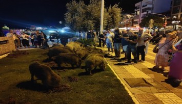 Kuşadası'nı domuzlar bastı