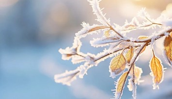 Ege'nin o ilinde ''zirai don'' uyarısı