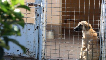 Barınakta 'öldü' denilen köpeğin uyuduğu ortaya çıktı