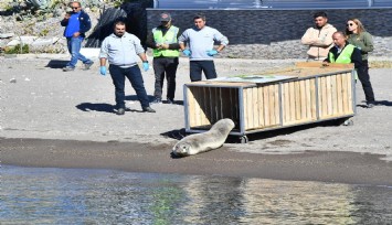 Güzelbahçe Sahilinde bitkin halde bulunmuştu: Akdeniz Foku Foça'da mavi sularla buluştu