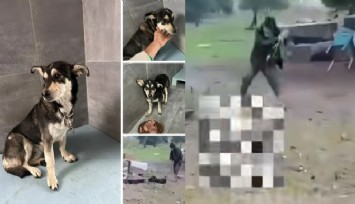 Urla'da yürek yakan görüntüler: Civcivini yedi iddiasıyla köpeğini öldüresiye dövdü