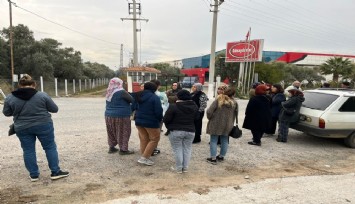 Aydın'da incir ürünleri AB ülkelerinden geri dönen işletme iflas etti, üreticiler mağdur oldu