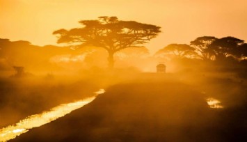 ‘Hayat ağacı’ baobab’ın gizemi çözüldü