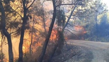 Adana’daki orman yangınında 10 ev tedbir amaçlı tahliye edildi