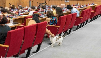 Kediden meclis üyelerine teftiş!