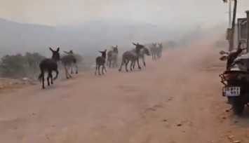 Tire'deki yangın eşek çiftliğine sıçradı: Hayvanlar tahliye ediliyor