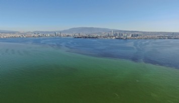 İzmir Körfezi'nde ölü balıklar kıyıya vurdu