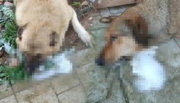 Manisa'da dehşet verici olay: Sokak köpekleri zehirlenmiş halde ölü bulundu